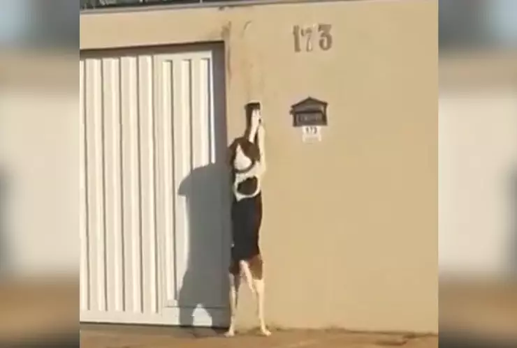 perrito_timbre_brasil