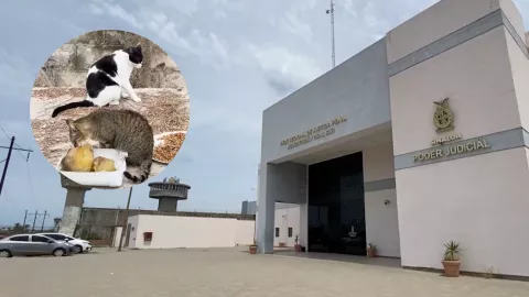 Investigan envenenamiento de gatos en Mazatlán