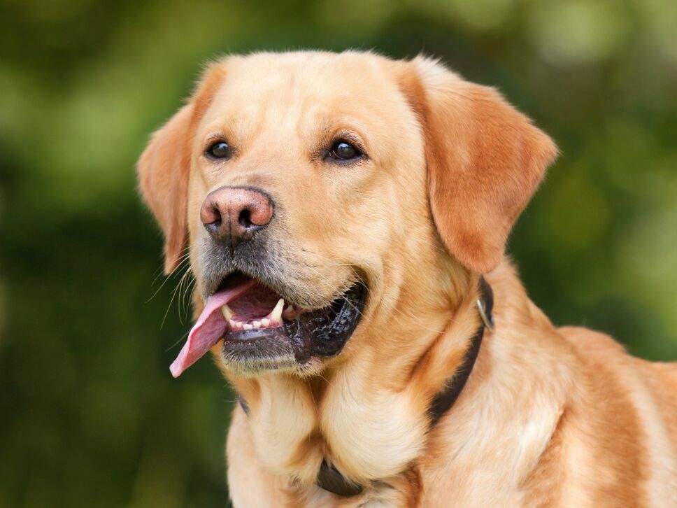 perros, razas, inteligentes, cuáles son pixabay.jpg