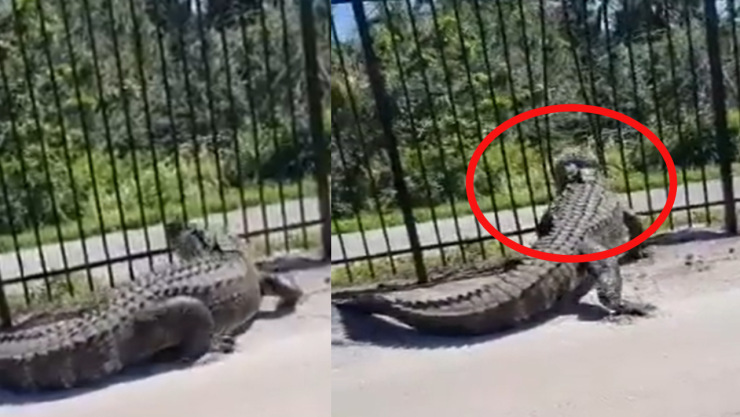 cocodrilo dobla reja