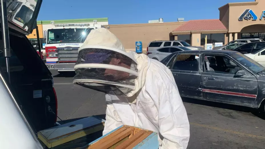 bombero coloca enjambre de abejas lugar seguro.jpeg