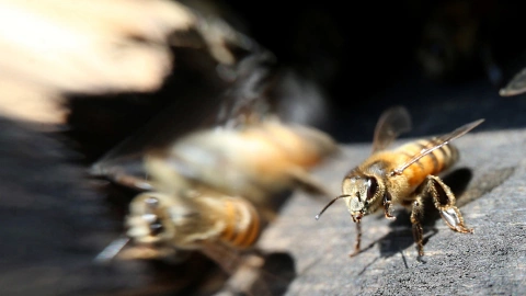Día Mundial de las Abejas