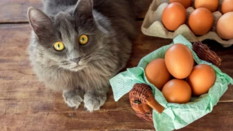 Estas son las veces a la semana que le puedes dar huevo a tu gato