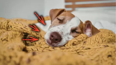 /estilo-de-vida/psicologia-canina-perros-almohada-dueno