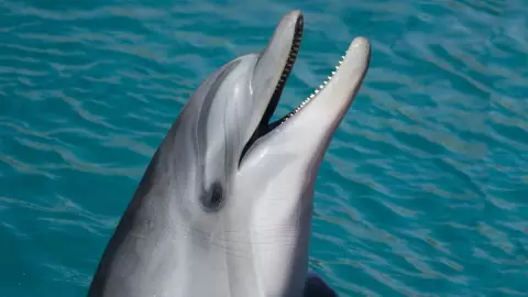 Pescador muere golpeado por delfin en Chiapas.