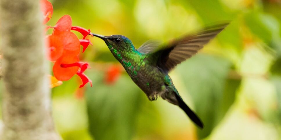 colibrí por qué no alimentar