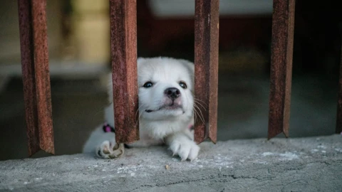 abandonan a perritos en puerto progreso yucatán por huracán milton