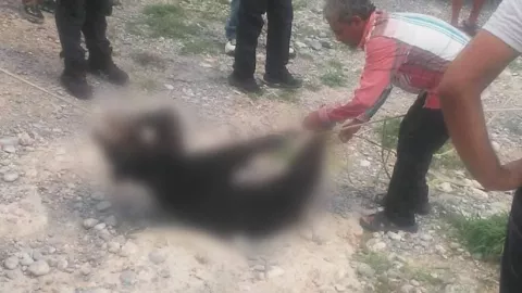 Oso bebé asesinado.jpeg