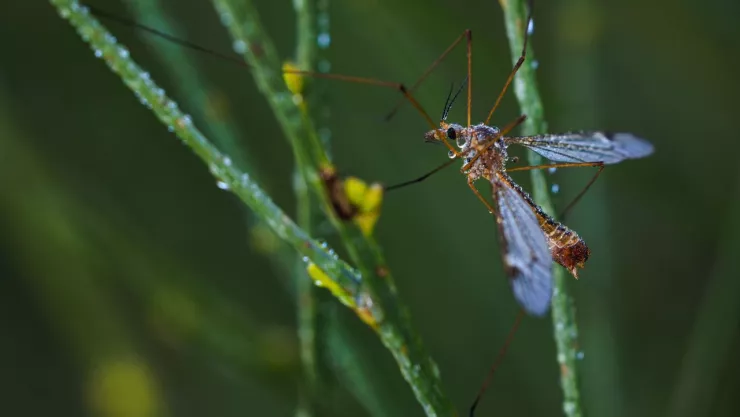 Insectos que salen con la lluvia y cómo evitarlos