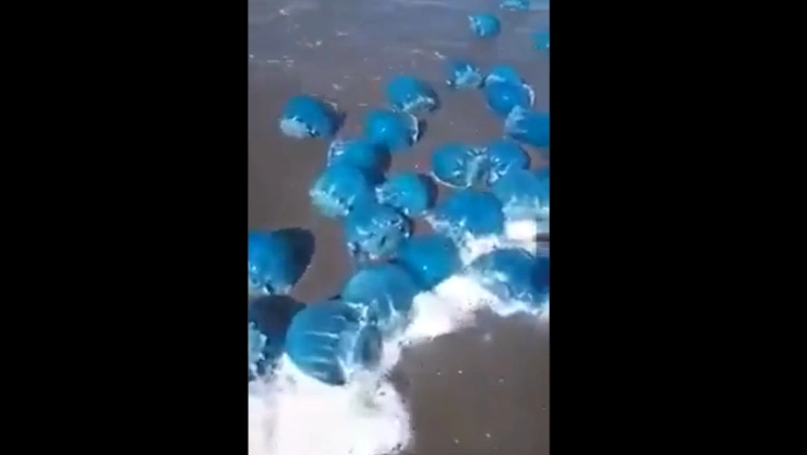 medusas-azules-playa-baja-california