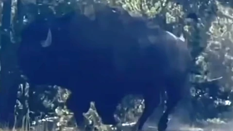 bisonte-persigue-familia-parque-yellowstone-eu-video-cuerpo-2.jpeg