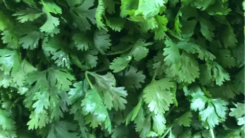 aumenta precio del cilantro en mexico