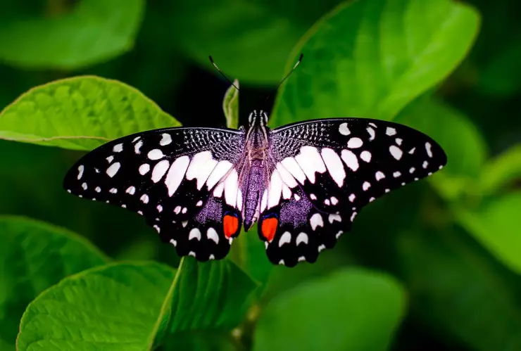 Mariposa de Brasil