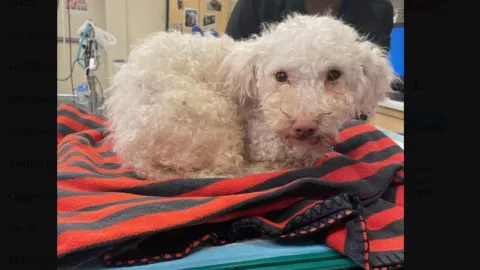 perrito fentanilo eua sobredosis