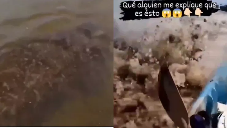 VIDEO: ¡De terror! Un enorme animal acuático ataca a un hombre sobre el río