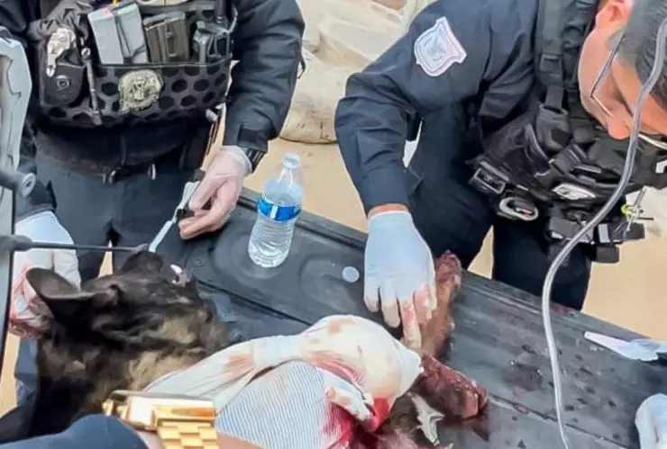 Héroe Canino está luchando por su vida