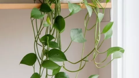 5 plantas de interior que har&aacute;n ver tu casa elegante y cara: las puedes poner en cualquier rinc&oacute;n