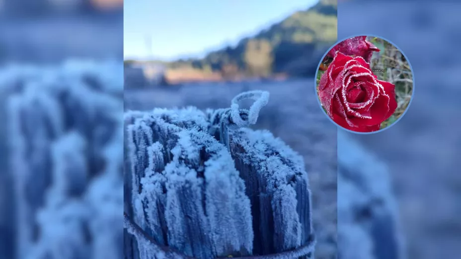 Heladas en Sinaloa 2024.