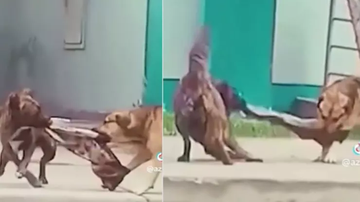 El robo del año fue protagonizado por dos perros