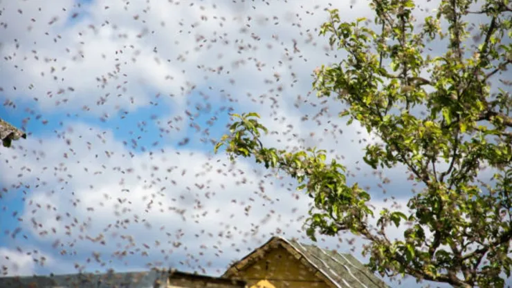 VIDEO: Enjambre de abejas provoca emergencia afuera de hospital; cinco personas terminaron en urgencias