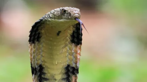 Niño de 8 años mató a una cobra a mordiscos; la víbora atacó primero