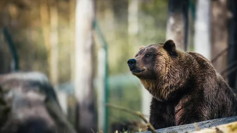 VIDEO: Así fue como un hombre espantó a un oso negro con un disfraz