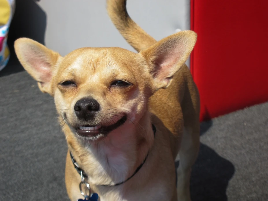 Golpean a empleado de tienda de mascotas que maltrato a animales (FOTO)
