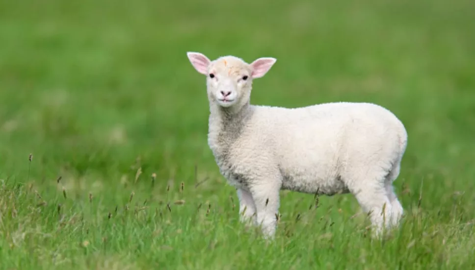 Virus_Lengua_Azul_mexico_2024