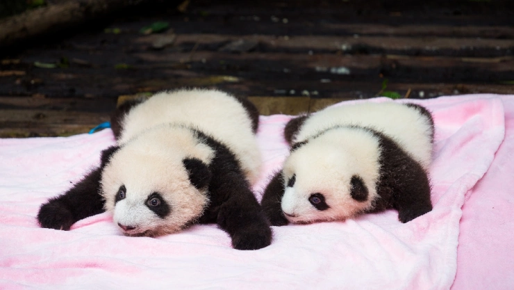 Corea del Sur registró por primera vez en su historia el nacimiento de sus primeros pandas gemelos; su madre es Ai Bao, que fue enviada por China a este país asiático en 2016.