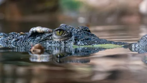 Cocodrilos en Acapulco.jpg
