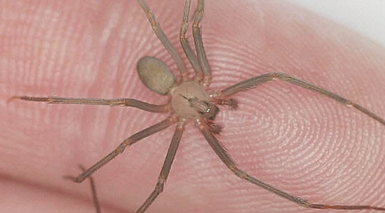 ¿Cuándo es la temporada de araña violinista 2025?