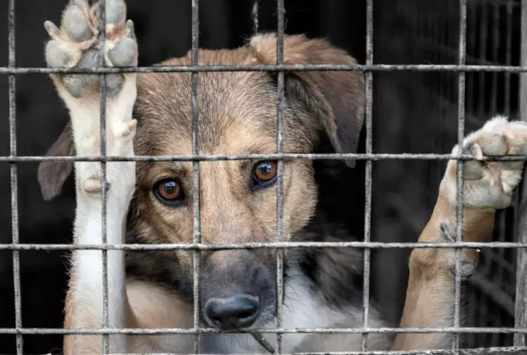 &iquest;C&oacute;mo denunciar maltrato animal en CDMX?