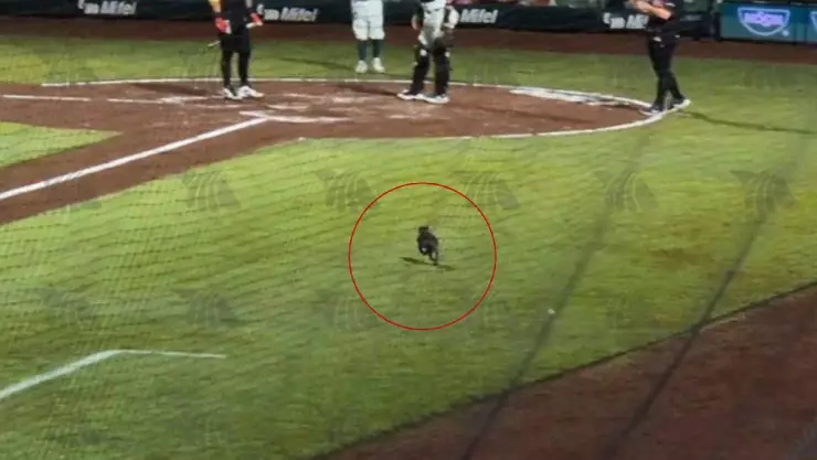 VIDEO_ Gatito se roba las miradas en el juego de Leones de Yucatán vs Guerreros de Oaxaca