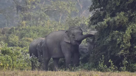 ¡Sembró el pánico! Autoridades CAZAN a peligroso elefante macho que MATÓ A 20 PERSONAS y dejó 15 heridos.jpg