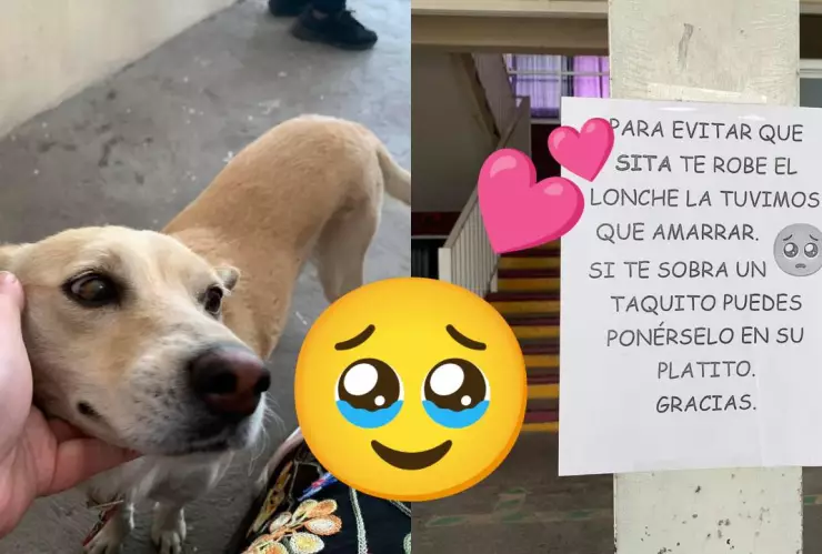 ¡Es comelona! Colegio adopta a una perrita y la amarran durante el recreo por robarse los almuerzos