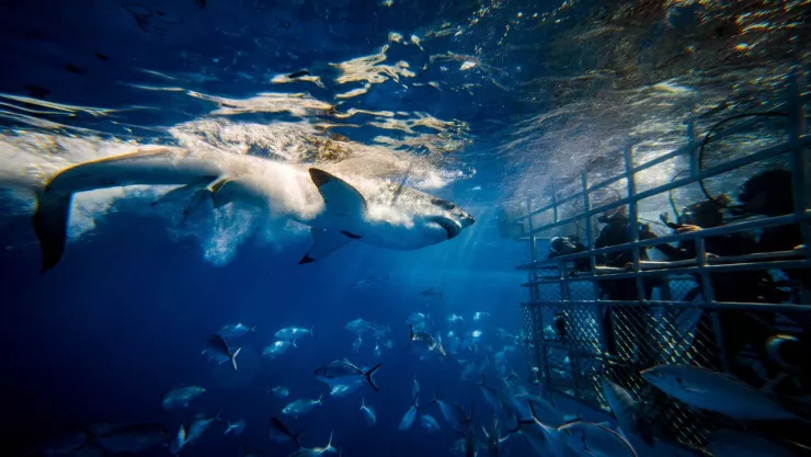 Ataque de tiburon en Israel