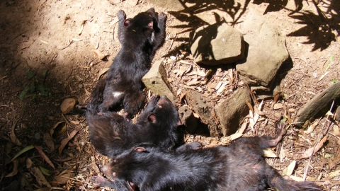 demonios de tasmania, Australia.jpg