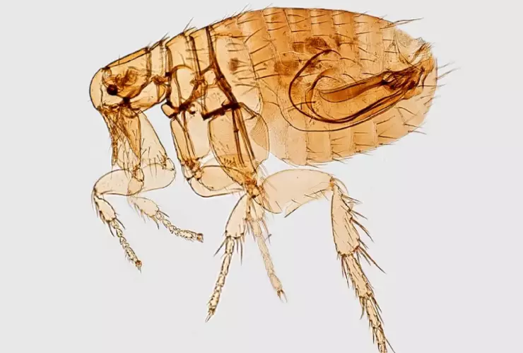 PULGAS EN TU HOGAR.jpg