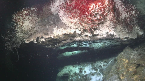 Especies animales desconocidas mares mexicanos