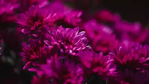 ¿Por qué se regalan flores moradas?