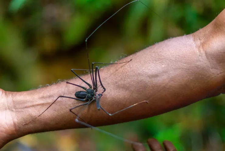 Usa estos dos ingredientes para trapear tu casa y alejar a los vinagrillos