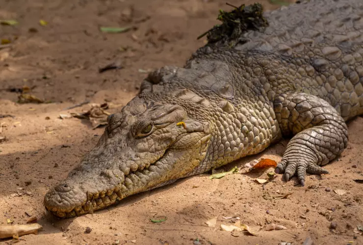 Cocodrilo