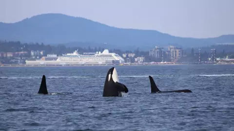 VIDEO: Turistas en velero disparan a un grupo de orcas