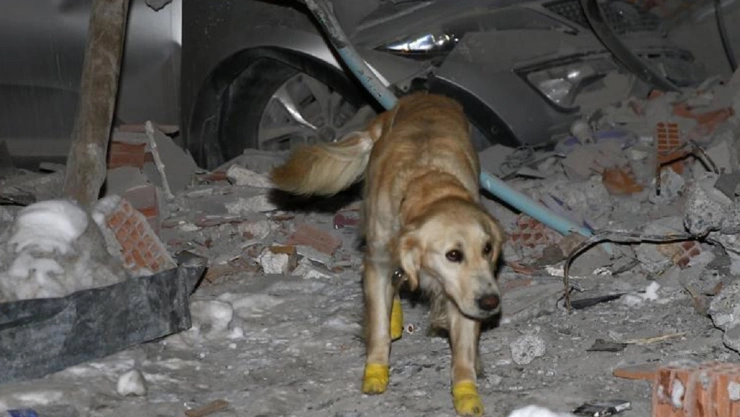 perrito Kopuk rescató a varias personas en Turquía