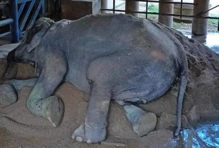 Durante 87 años, la elefanta Som Boon fue usada para pedir dinero y dar paseos a turistas