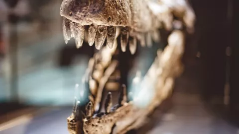 Los dinosaurios sí existieron en Baja California