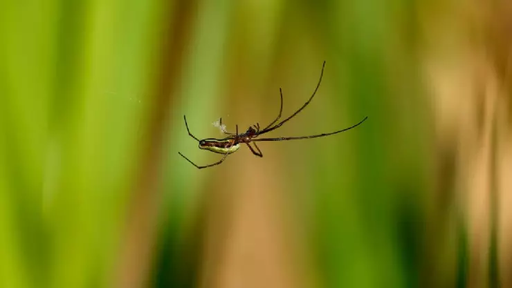Araña-violinista-¿Qué-le-pasa-a-tu-cuerpo-si-te-pica_.jpg