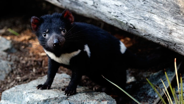 El demonio de Tasmania ocupa un lugar en el apartado de especies en peligro de extinción