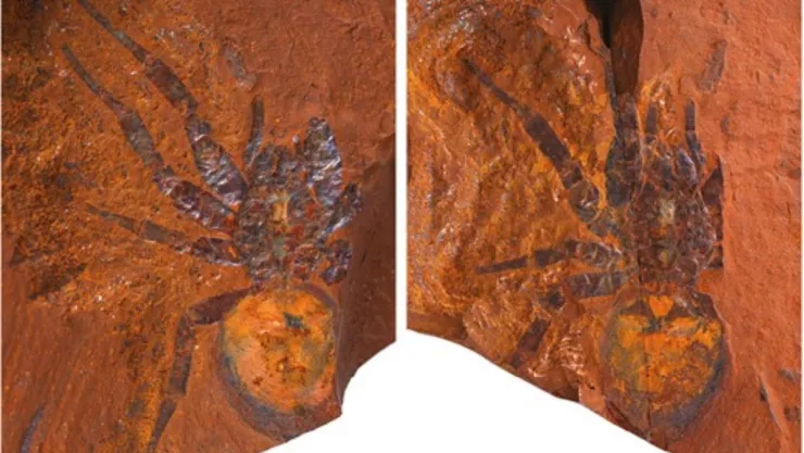Encuentran fósil de una de las arañas más grandes de la historia