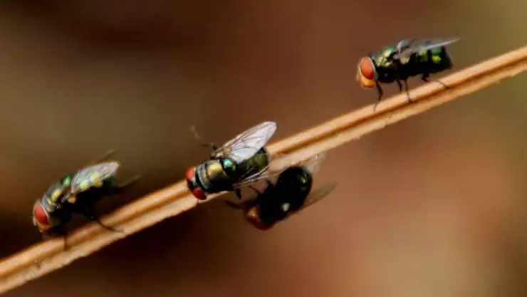 Conoce las plantas para alejar a las moscas de la cocina.jpg